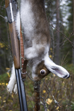 Hare