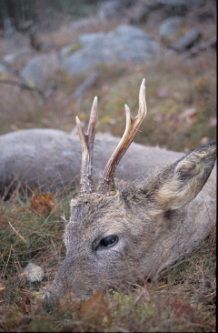 Råbock